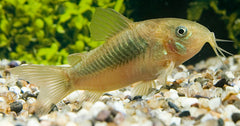 Bronzen Pantsermeerval (CORYDORAS AENEUS M)
