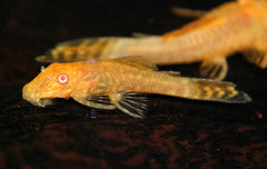 Ancistrus Goud Albino (ANCISTRUS CF. CIRRHOSUS GOLD ALBINO S/M)
