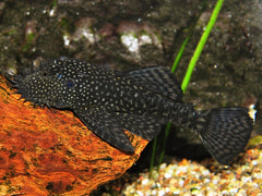 Ancistrus Algeneter (ANCISTRUS CF. CIRRHOSUS XL)