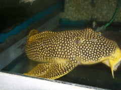 L014 Sunshine Pleco (L014 SCOBIANCISTRUS AUREATUS S/M)