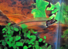 Indische Glasmeerval (KRYPTOPTERUS BICIRRHIS M/L)