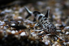 Baardmeerval Petricola Dwarf (SYNODONTIS LUCIPINNIS S/M)