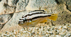 Gouden Malawi Cichlide (MELANOCHROMIS AURATUS M)