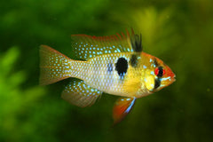 Antennebaarsje Azi� (MIKROGEOPHAGUS RAMIREZI ASIA BRED M)
