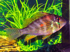 Heckelcichlide (ACARICHTHYS HECKELII S/M)