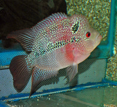 Flowerhorn Red Pearl (CICHLIDAE SP. FLOWERHORN RED PEARL S/M)