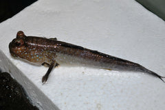 Afrikaanse Slijkspringer (PERIOPHTHALMUS BARBARUS L)
