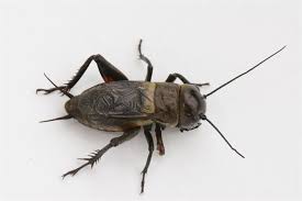 Veldkrekel (Doosje) (GRYLLUS CAMPESTRIS M)
