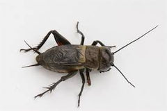 Veldkrekel (Doosje) (GRYLLUS CAMPESTRIS L)