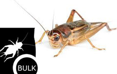 Huiskrekel (ACHETA DOMESTICA 4 - CONTAINER. 700 PCS)
