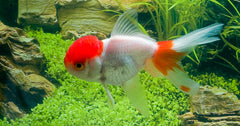 Sluier Leeuwenkop Rood/Wit (CAR. AUR. LIONHEAD RED/WHITE 5/6)