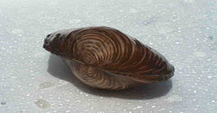 Zwanenmossel (ANODONTA CYGNEA L)