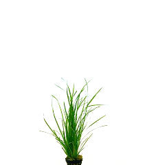 Cyperus Helferi In Pot (P5) (Cyperus helferi in pot (p5))