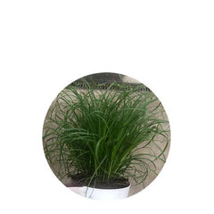Cyperus Zumula (Kattengras) In Pot (P5) (Cyperus zumula (kattengras) in pot (p5))
