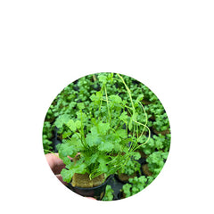 Hydrocotyle Tripartita In Pot (P5) (Hydrocotyle tripartita in pot (p5))