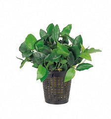 Anubias Barteri Var. Nana - Xl (Anubias barteri var. nana - XL)