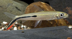 Veerzalm (HEMIODUS GRACILIS XL)