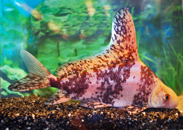 Chinese Hoogvinkarper (MYXOCYPRINUS ASIATICUS S/M)