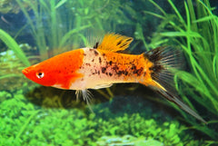 Zwaarddrager Koi Sanke (XIPH. HELLERI KOI SANKE M/L)