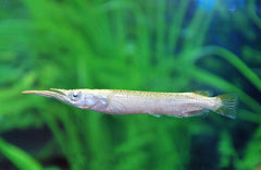 Halfsnavelbekje Albino (DERMOGENYS PUSILLA ALBINO M)