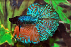 Kempvis Halfmoon Man (BETTA SP. HALFMOON MALE XL)