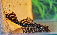 L001 Goudgevlekte Algeneter (L001 PTERYGOPLICHTHYS JOSELIMAIANUS S/M)