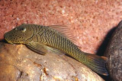 L187B Striped Bulldog Pleco (L187B CHAETOSTOMA FORMOSAE M)