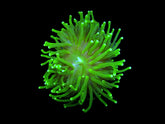 Euphyllia glabrescens (Green) (Ultra) (1 hd.)