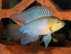 Blauwe Dwergcichlide (APISTOGRAMMA BORELLII S/M)
