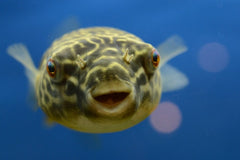 Mbu Kogelvis (TETRAODON MBU M/L)