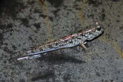 Indische Slijkspringer (PERIOPHTHALMUS NOVEMRADIATUS M)