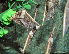 Zuid-Amerika Bladvis (MONOCIRRHUS POLYACANTHUS M)