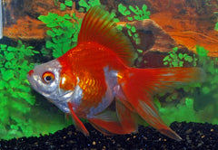 Sluier Ryukin Rood/Wit (CAR. AUR. RYUKIN RED/WHITE 8/10)
