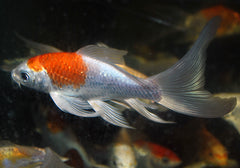 Koi Butterfly Europa (CYP. CARPIO KOI BUTTERFLY EUROPE 10/12)