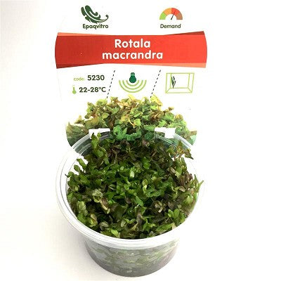 Rotala macrandra in cup