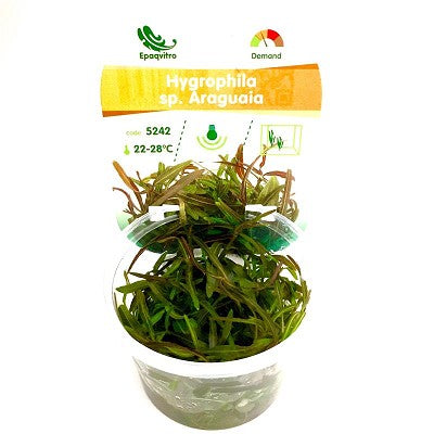 Hygrophila sp.araguaia in cup