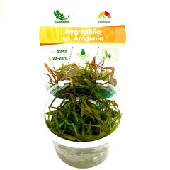 Hygrophila sp.araguaia in cup