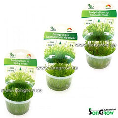 Mix mosses Epaqvitro selection 12 stuks