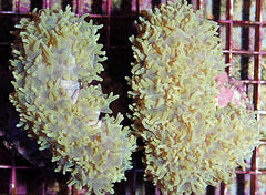 Physogyra lichtensteini (Green)