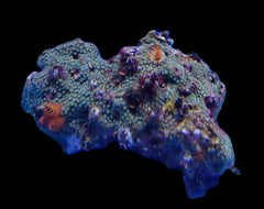 Spirobranchus spp. (+Rock) (Australia)