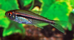 Belgische Vlagzalm (HYPHESSOBRYCON HETERORHABDUS M)