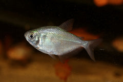 Bondi Tetra (GYMNOCORYMBUS CF. BONDI M)