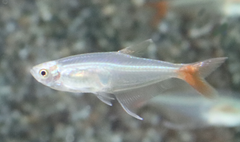 Glasroodvinzalm (PRIONOBRAMA FILIGERA M)