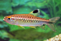 Afrikaanse Roodoogzalm (ARNOLDICHTHYS SPILOPTERUS XL)