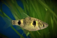 2 Vlek Dwergbarbeel (PETHIA PHUTUNIO M)