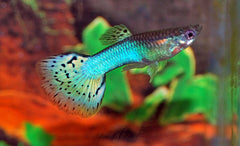 Gup Blauw Grass Man (POEC. RET. BLUE GRASS MALE M)