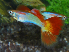 Gup Sunset Man (POEC. RET. SUNSET MALE M)