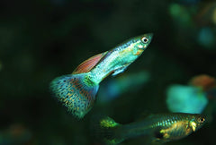 Gup Snakeskin Rood Glass Man (POEC. RET. RED GLASS MALE M)