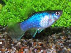 Platy Blauw (XIPH. MAC. BLUE M)