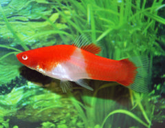 Zwaarddrager Koi Red Eye (XIPH. HELLERI KOI RED EYE M)